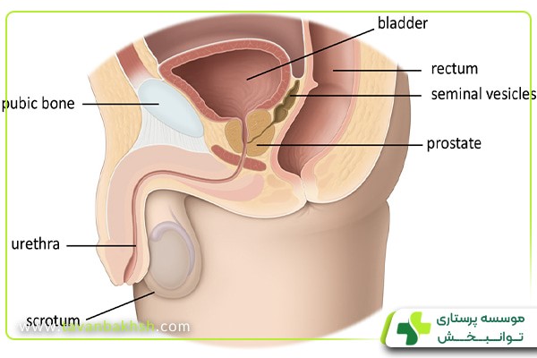 پروستات چه وظیفه‌ای دارد؟